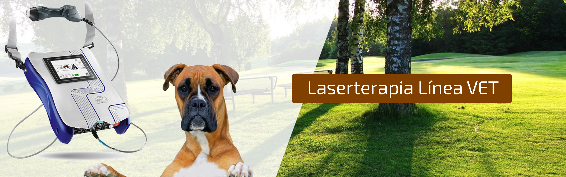laserterapia animal