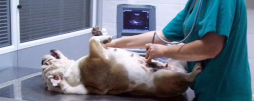 ecografos veterinarios