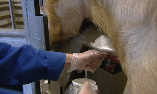 laserterapia veterinaria - 2r company