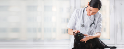 laserterapia veterinaria