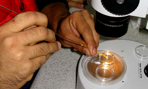 transferencia de embriones